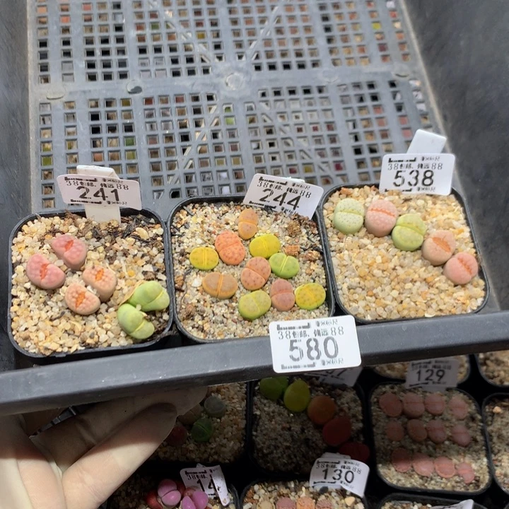 n****儿Zzz精品生石花580