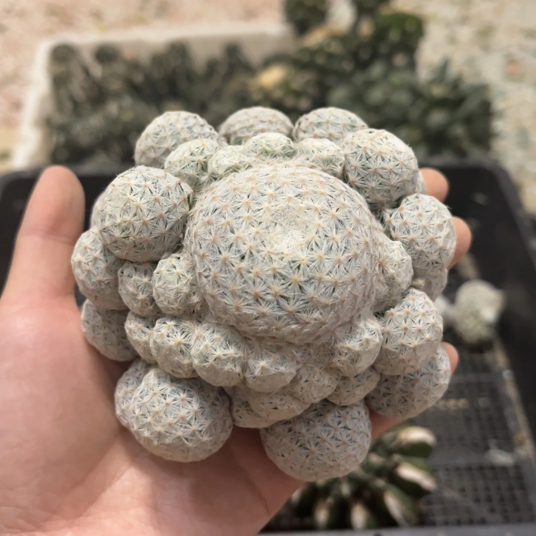 落地白鸟无根福利出
