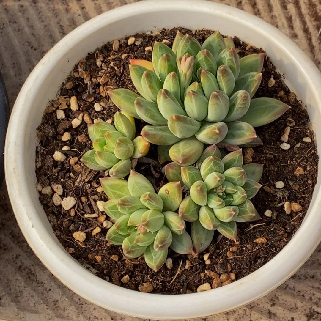 茉*多肉植物一物一拍