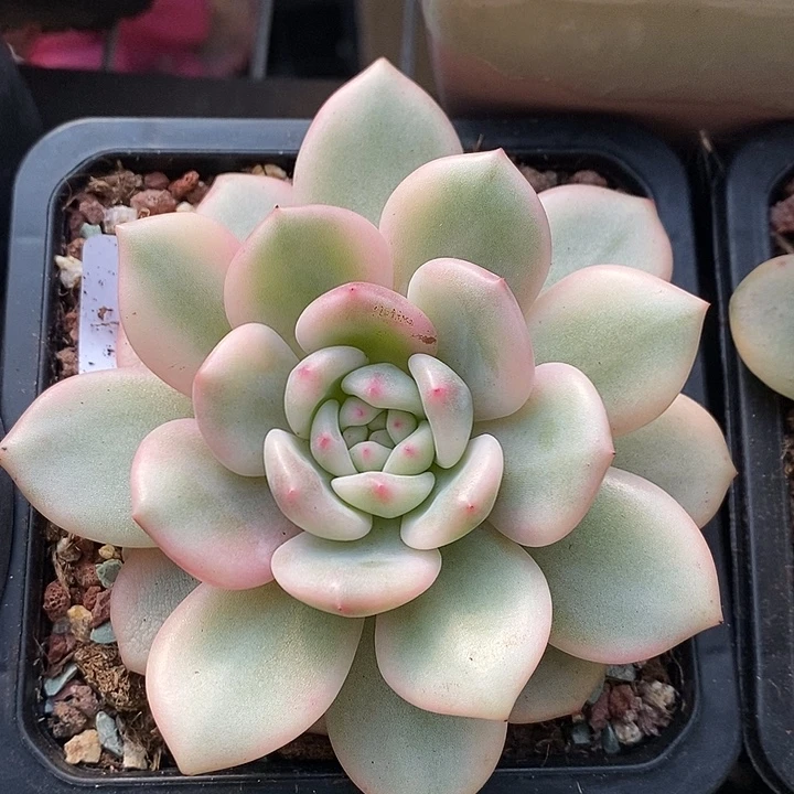 爱丽儿锦大单头多肉