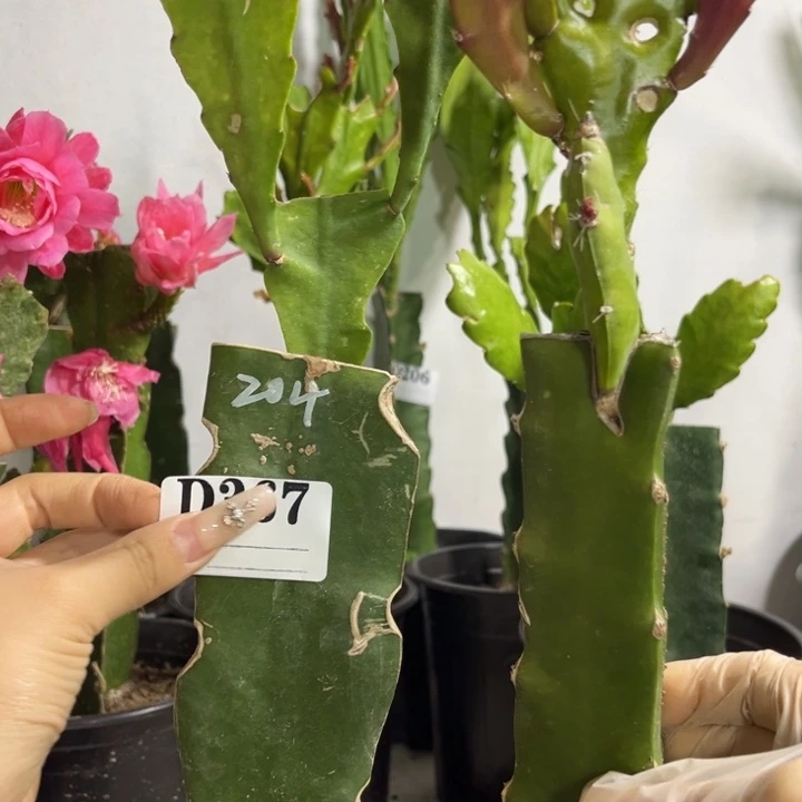 当前无花栽培后可以开花367