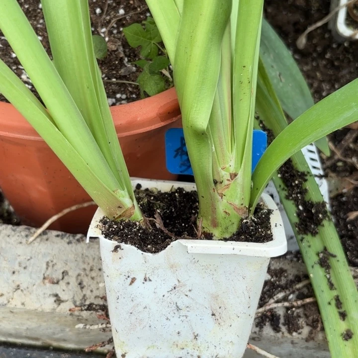 无花朵梦幻原盆原土包对版