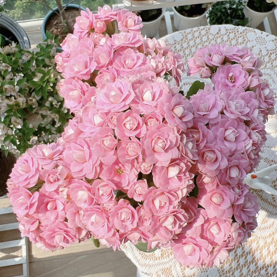 〖朱丽叶〗110盆长寿花