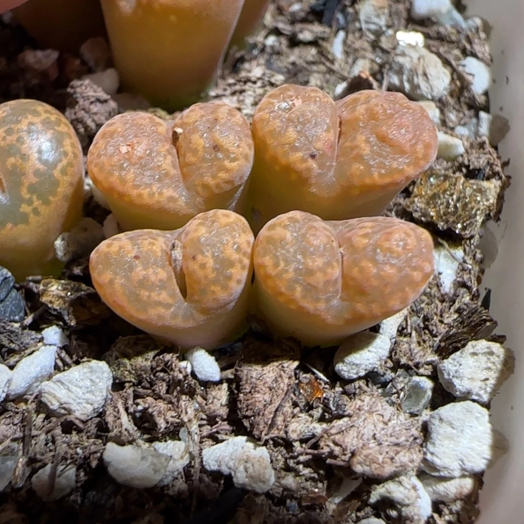 肉锥多肉植物组合-泡泡勋709
