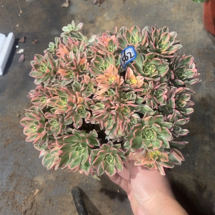 一物一拍多肉甜茶562