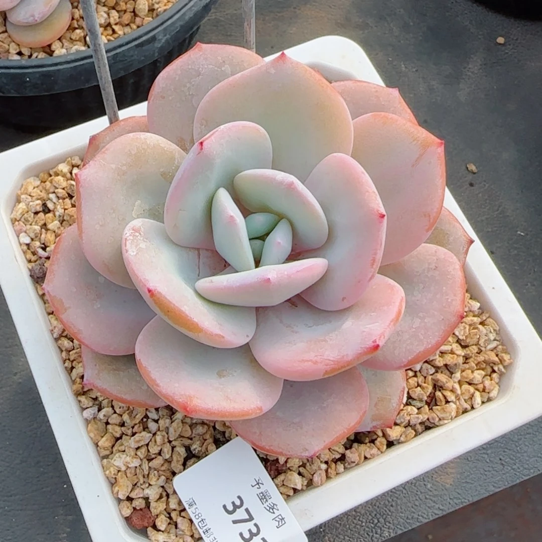 奶茶，3731多肉植物