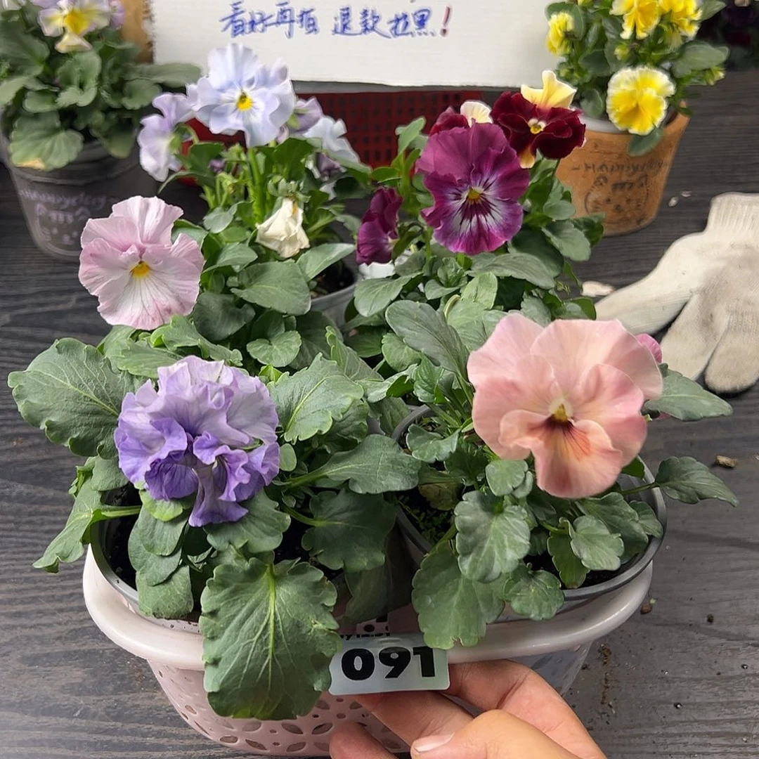 大部分花苞少量开放091号