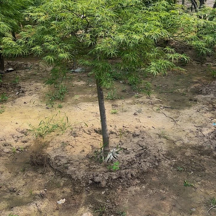 外山羽毛枫自然界的植物