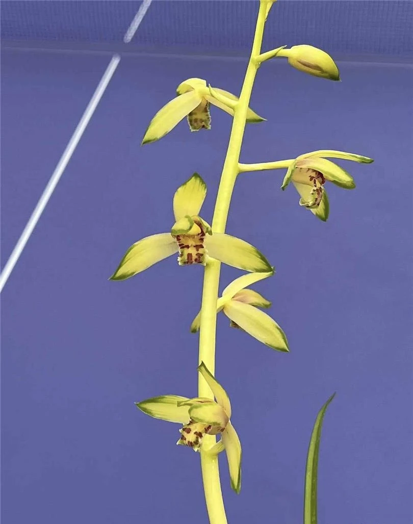 蕙兰金色阳春名贵兰花苗带花苞浓香室内办公阳台庭院绿植盆栽花卉