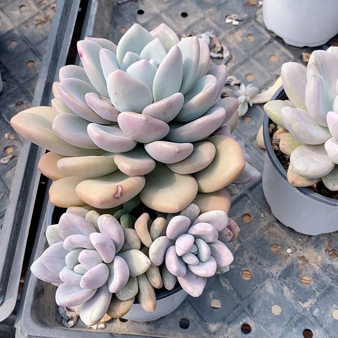 奥普琳娜锦多肉植物