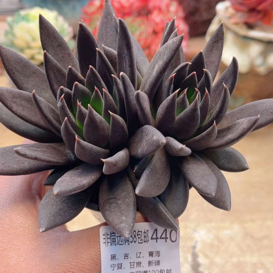 440黑骑士德华多肉