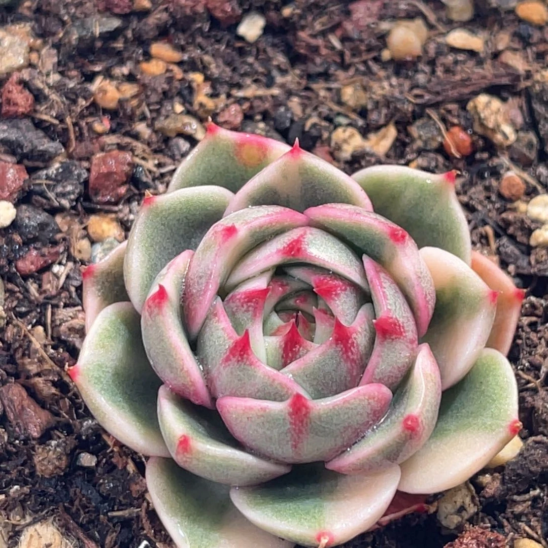 多肉特价笨巴蒂斯锦