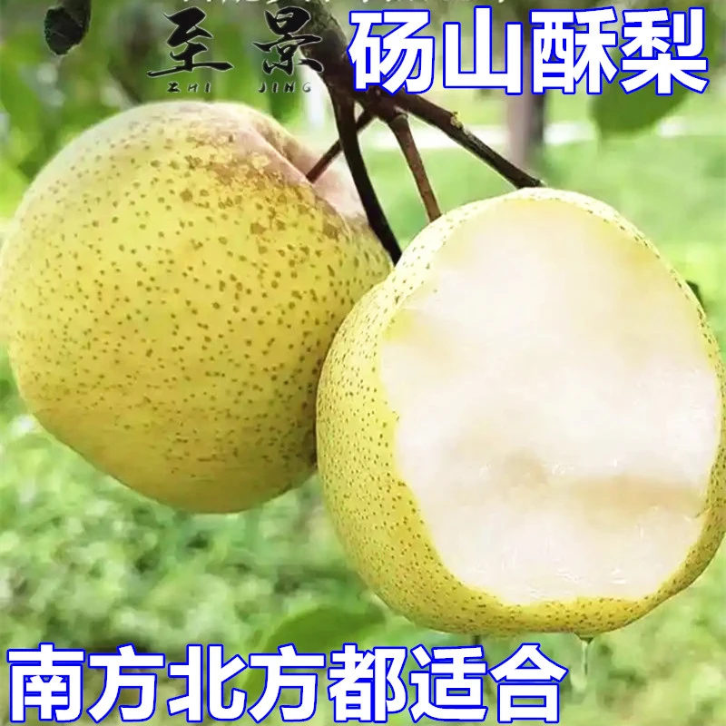 5#梨树苗砀山酥梨苗红香梨秋月黄金梨庭院果树苗盆栽当年结果耐寒