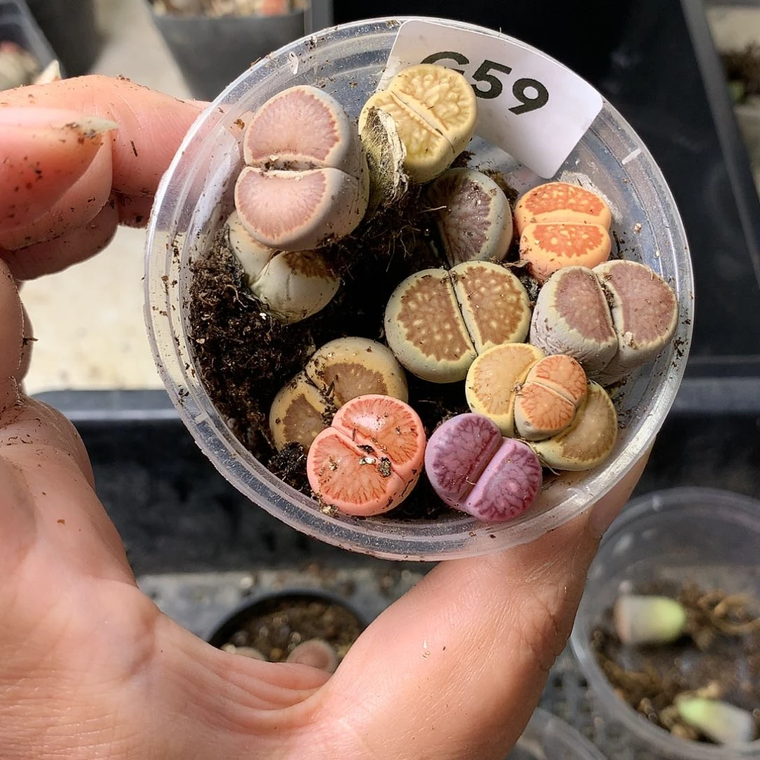 昊****?G59多肉植物保护