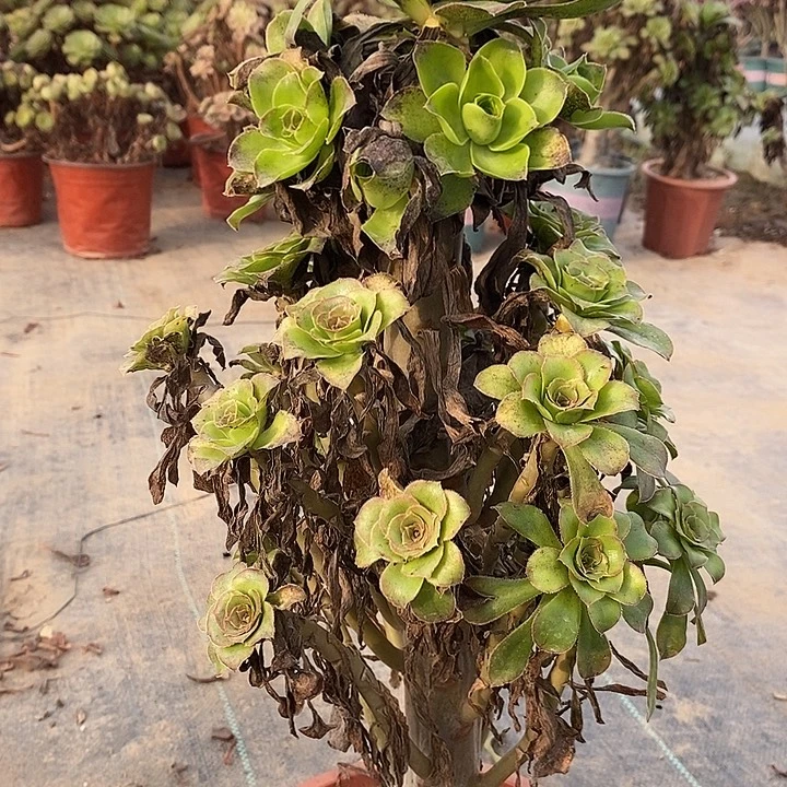 君美丽多肉植物011