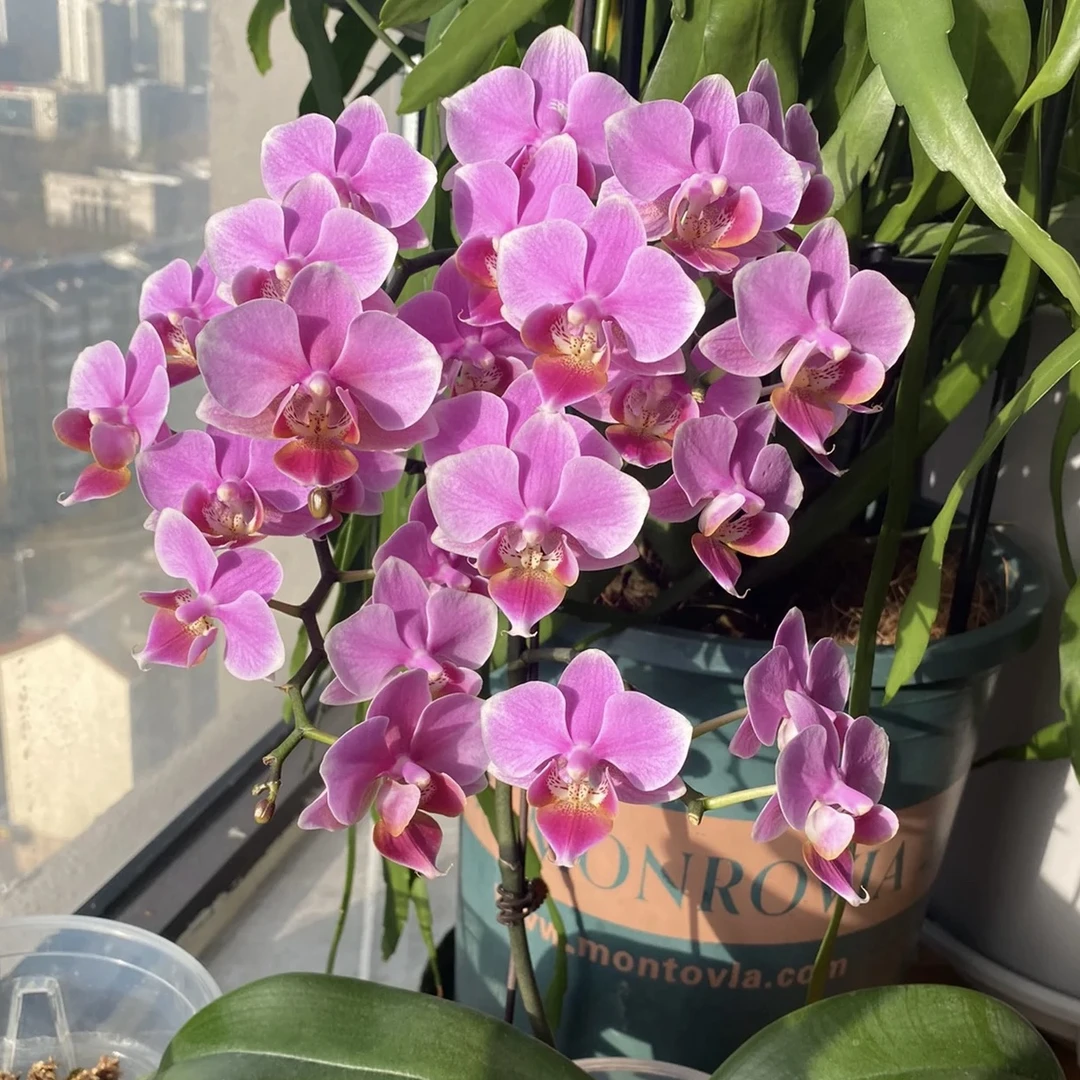 《新疆包邮》玲玲蝴蝶兰多枝带花发货室内花卉花期长好养活