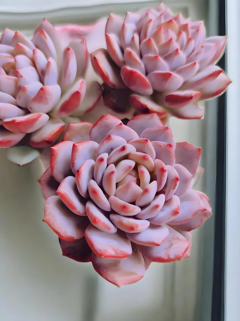 星星橙 亮哥精选 多肉植物绿植盆栽 易养活