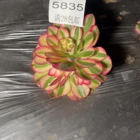荔枝多肉多肉5835