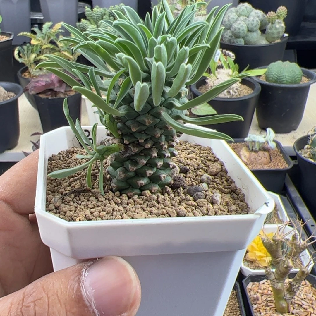 铁甲麒麟大戟一物一拍带盆发