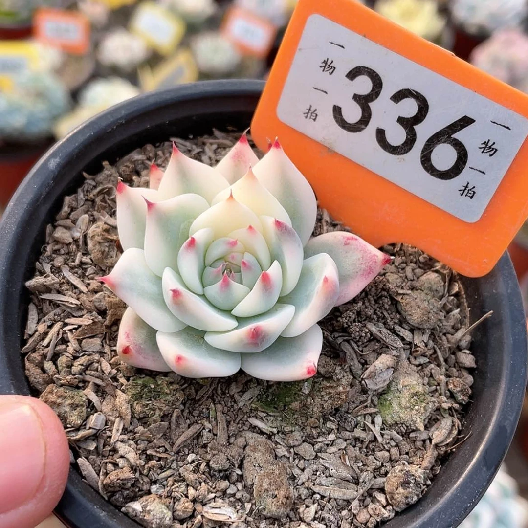 【闪购商品】336号