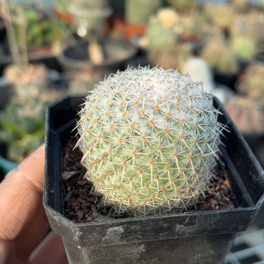 当前无花栽培后可以开花实生希望丸