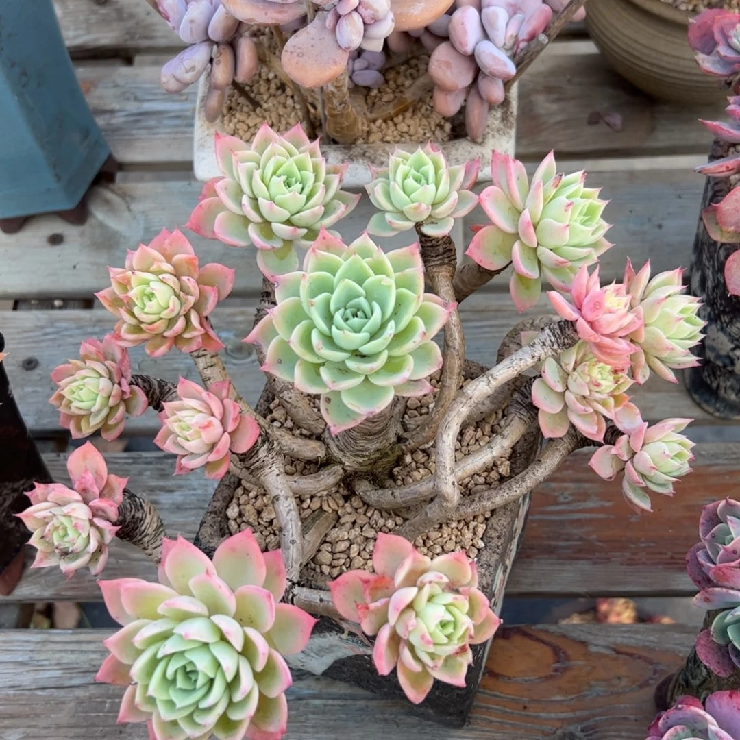 三色堇有伤38 零零多肉植物