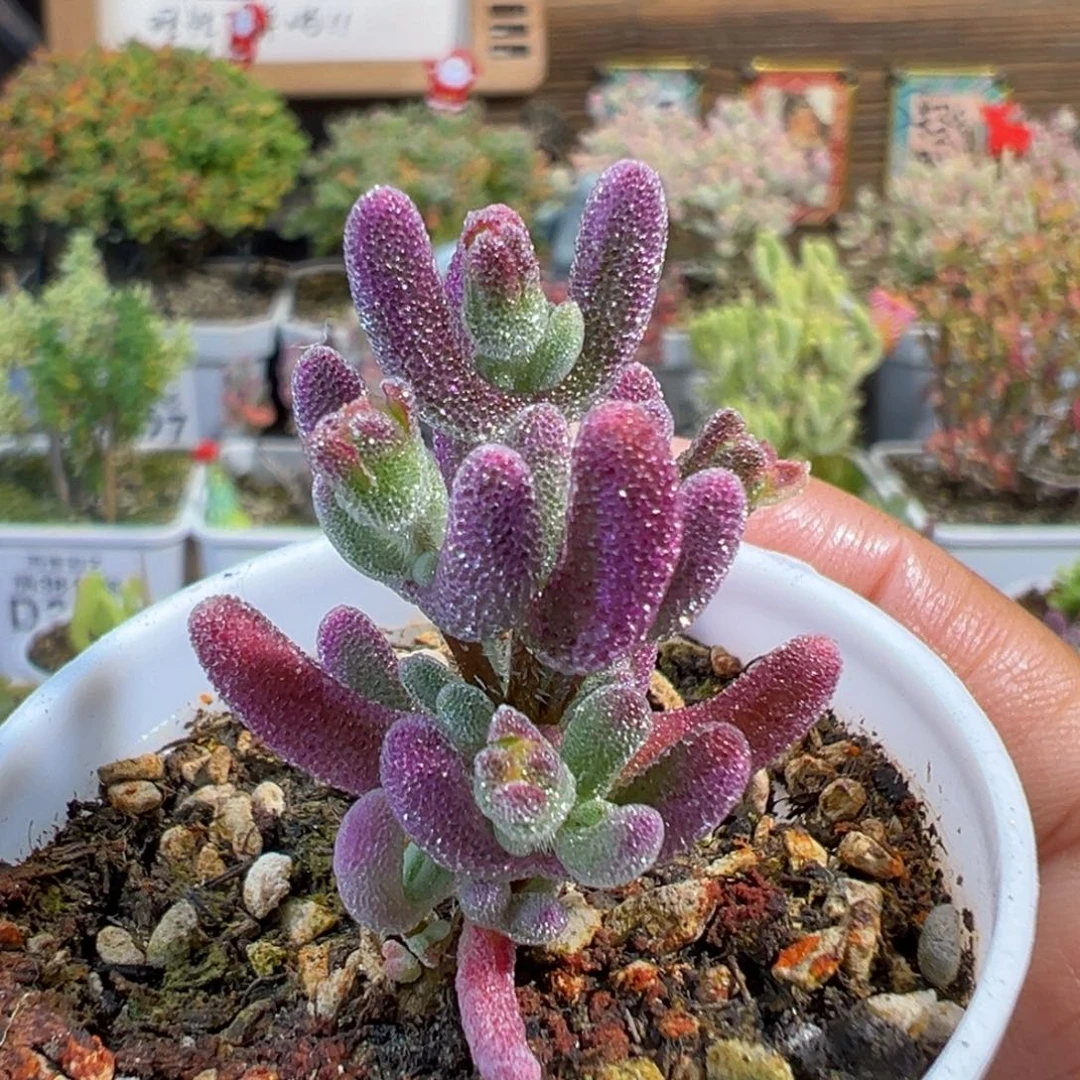 4-921超紫拉丝锦五圆盆