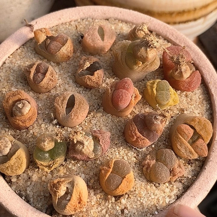 风铃混合一颗
