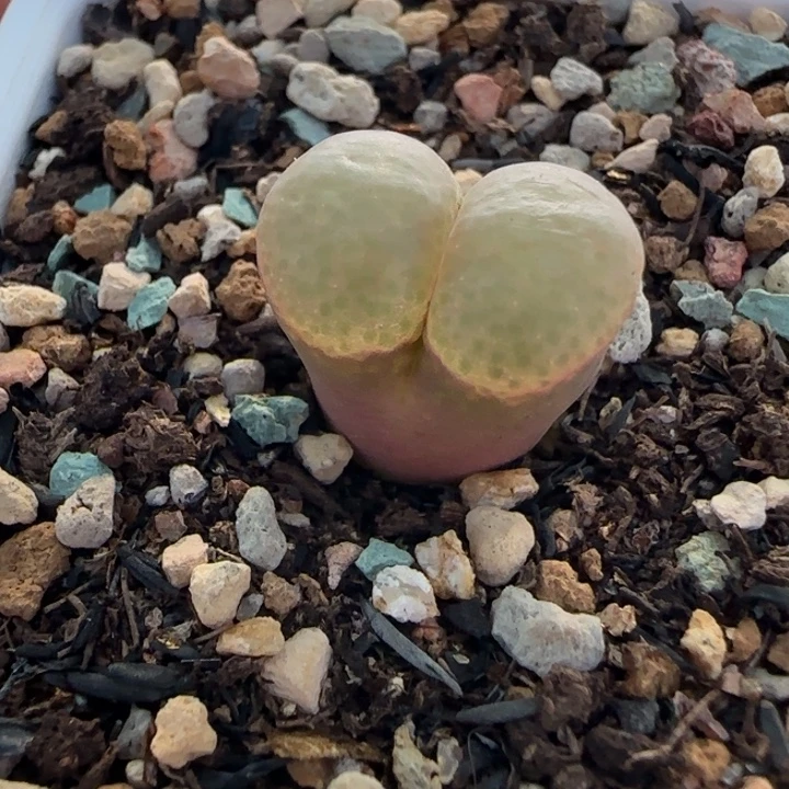 多肉植物B23一颗29号