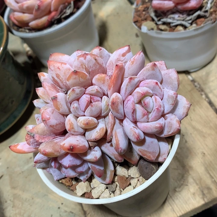 多肉植物五头群生