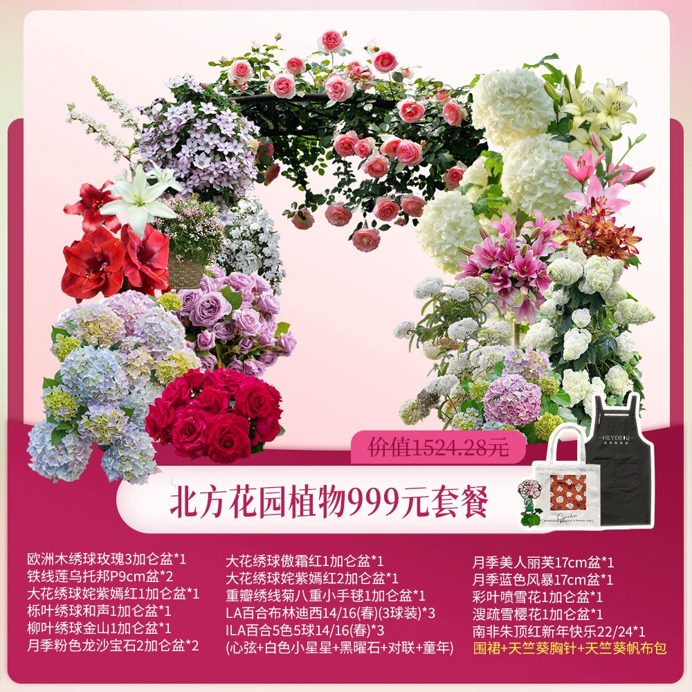 海蒂的花园【店庆套餐】室内花园朱顶红品种控收集南北方花园套餐