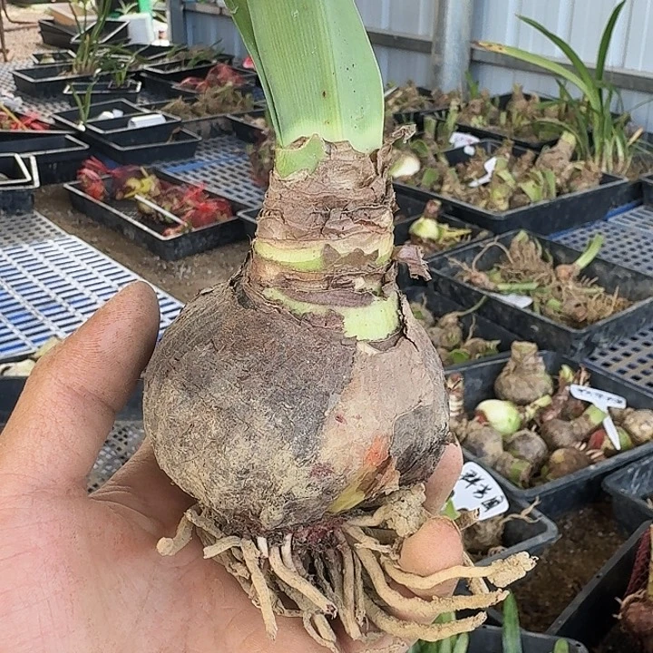 唐妃朱顶红7＋一棵