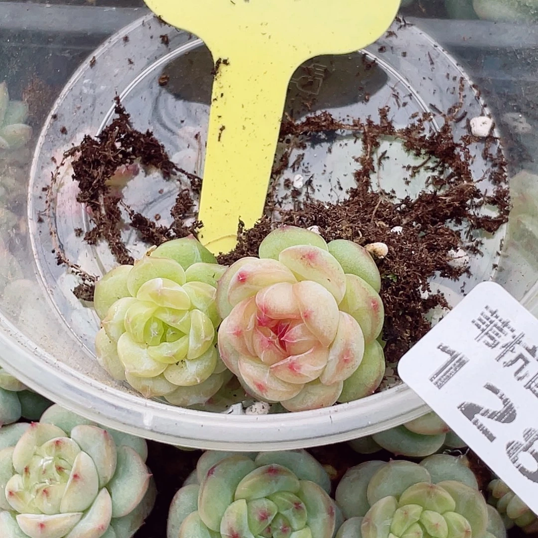 蔚***岚128多年的历史中有一个