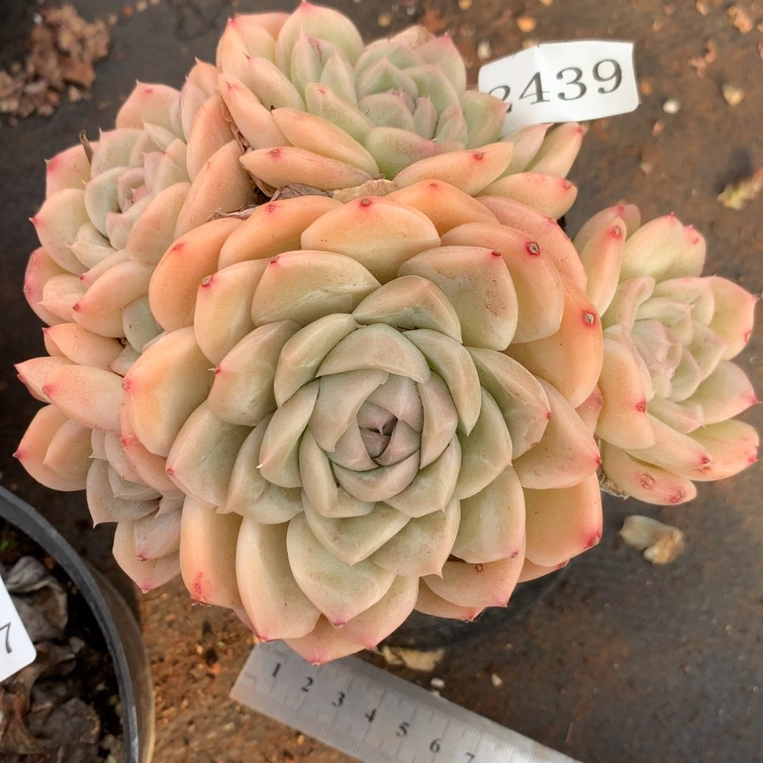 2439杂交精品基地13厘米