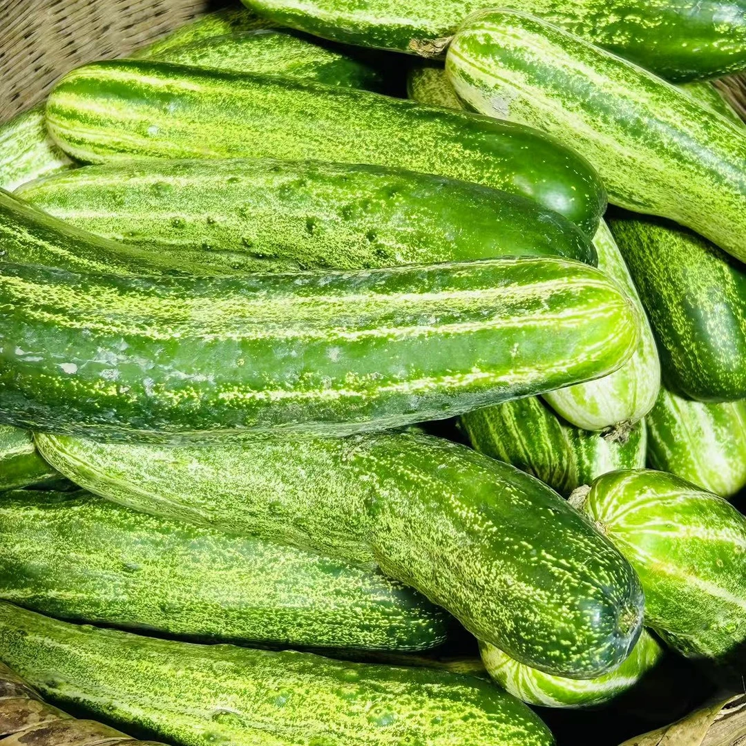 【阿林】湘西老品种黄瓜