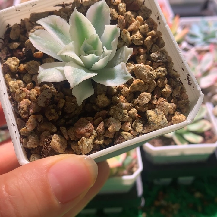 蓝丝绒，锦哥多肉