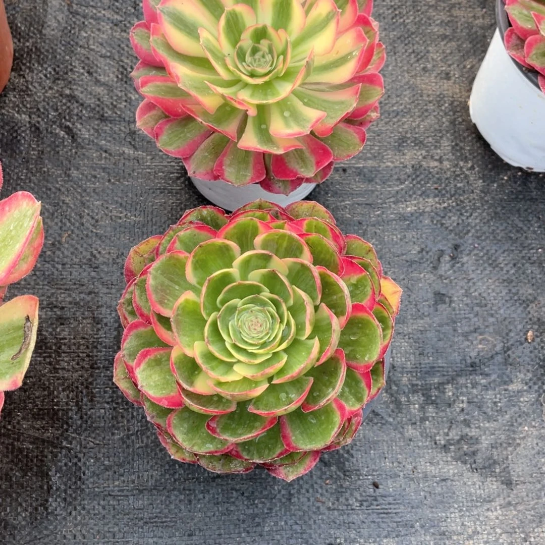 七彩石+粉花妖大主头带盆土