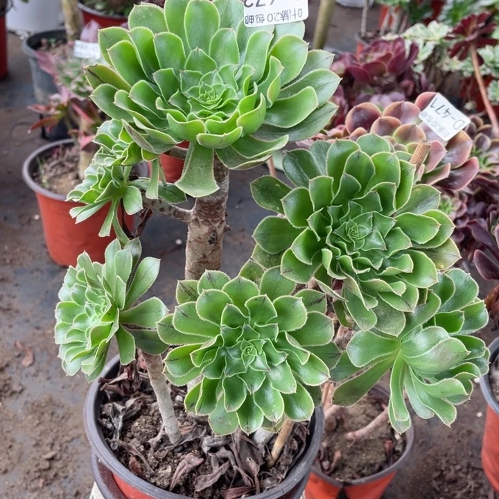 472绿法师多肉123446789