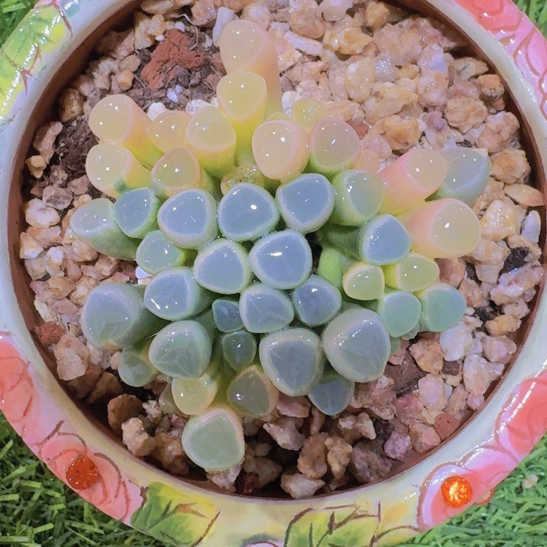 无花朵五十铃玉锦一物一拍