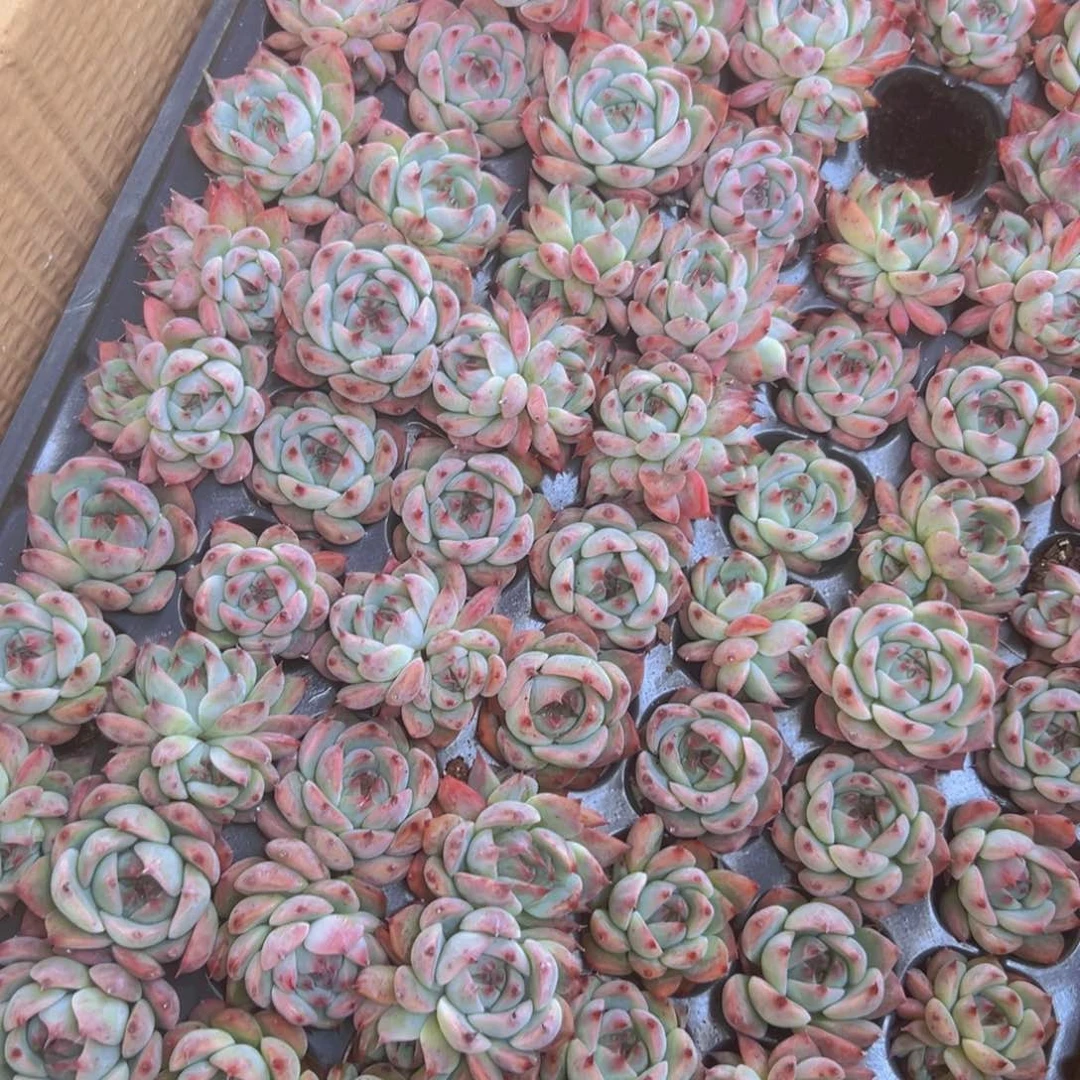 吉娃娃穴盘105颗