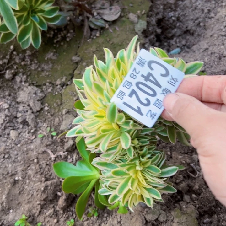 青莲多肉植物无根法师4021