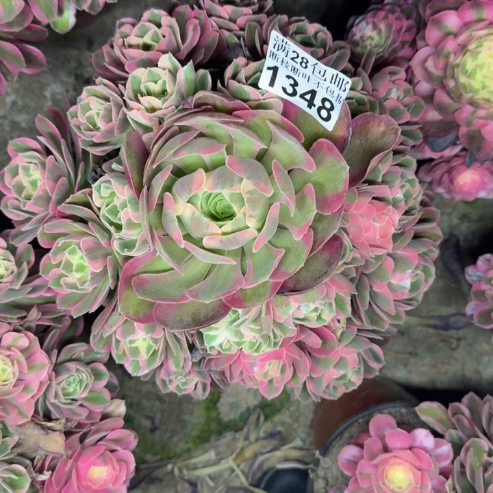 1348女郎多肉植物