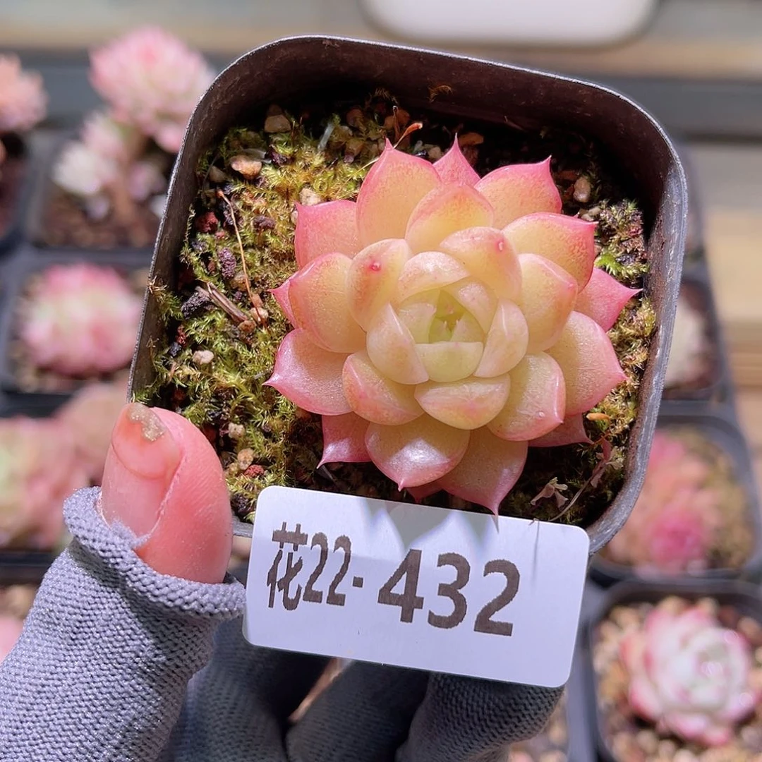 花21-432麦秆单头