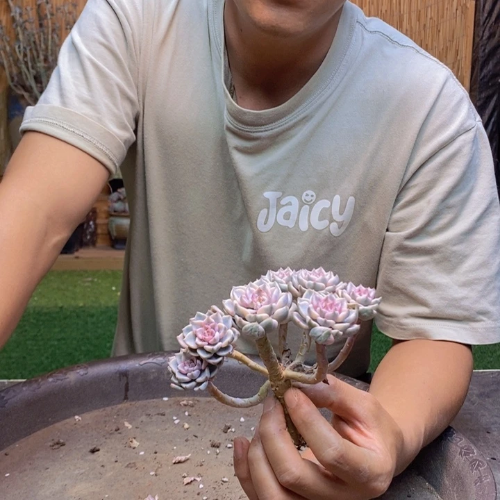 简***单35 号红粉佳人多肉植物