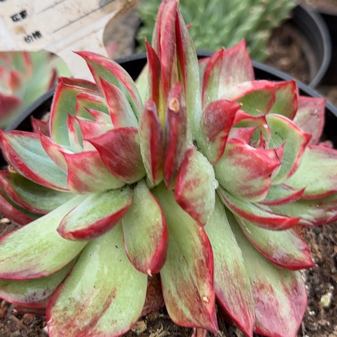 惊鸿一物一拍包装收缩花旱777