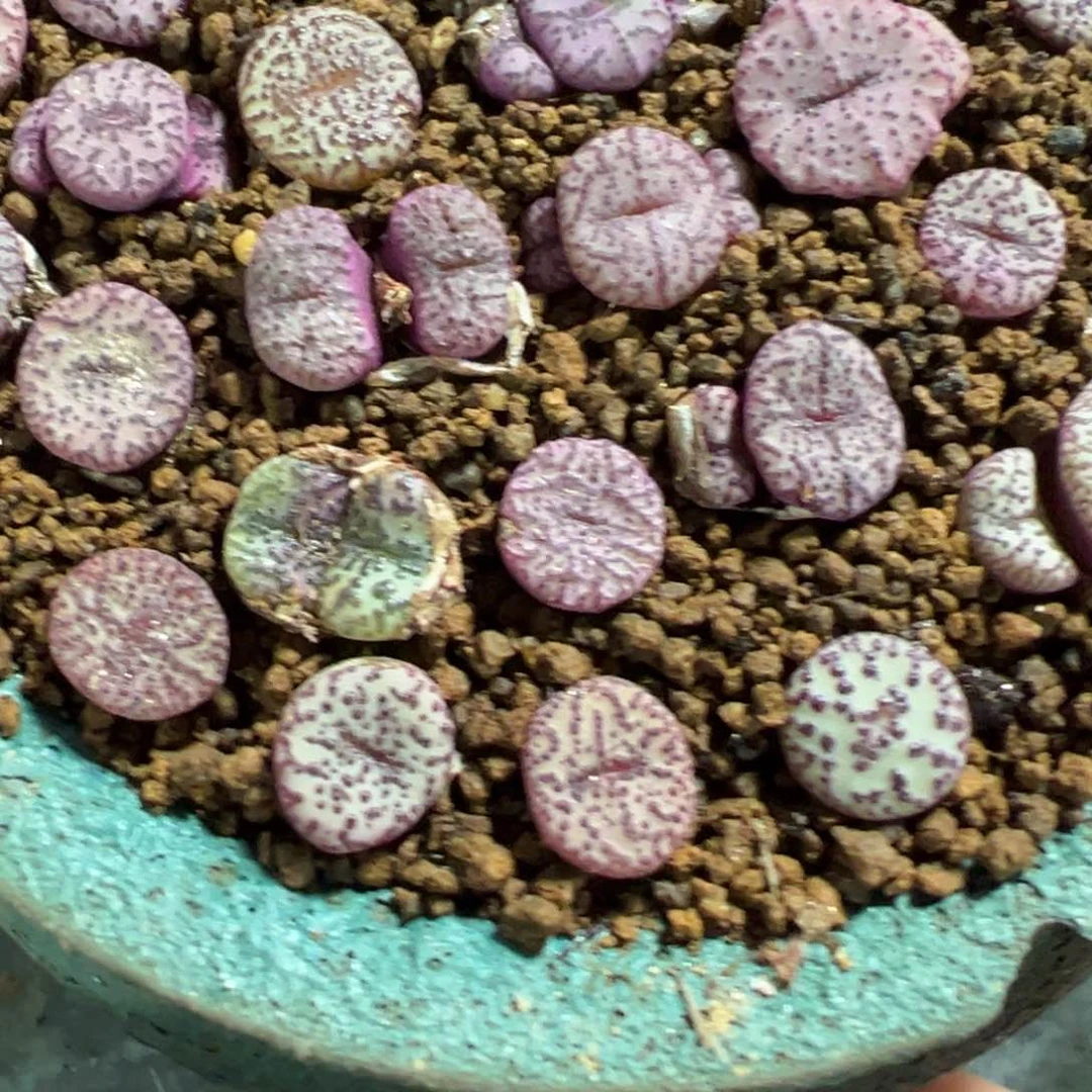 26-17量拍霓虹安贞6颗