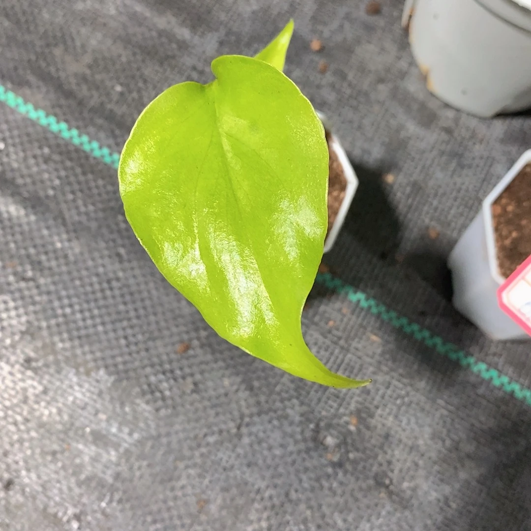 *****完全开放种子苗龟背竹