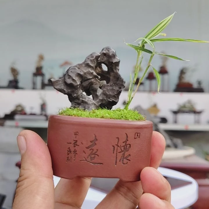 盆景，熊猫竹，太湖石