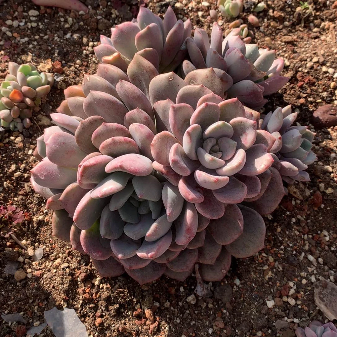 红孩儿多肉一物一拍