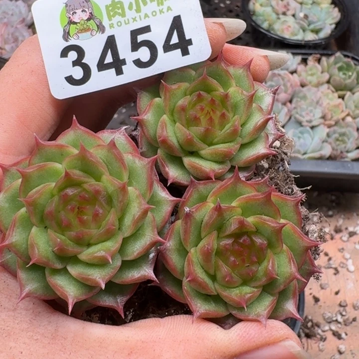 多肉植物多肉植物